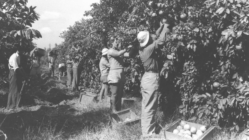 Сбор урожая в кибуце, 1938