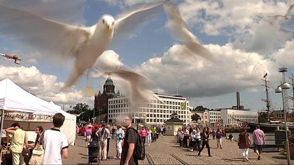 Seagulls diving on people