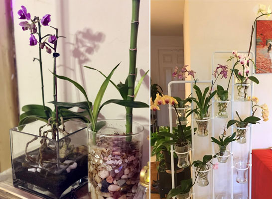 Орхидеи в воде и в субстрате