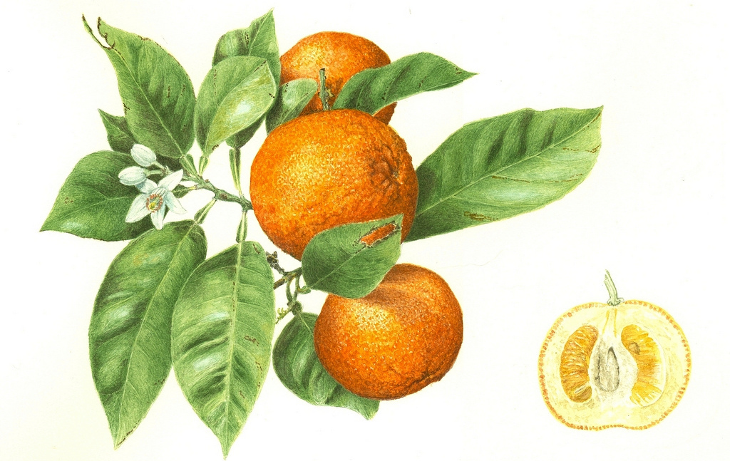 Схема апельсина