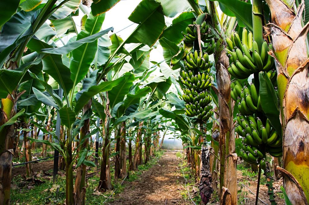 Банановые деревья