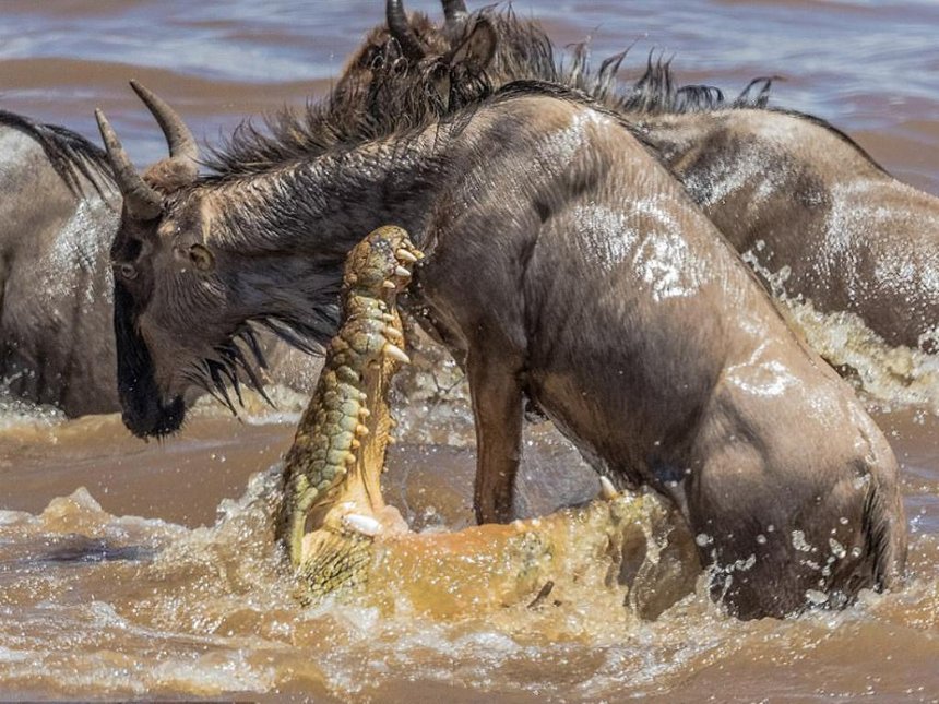 Crocodile attack