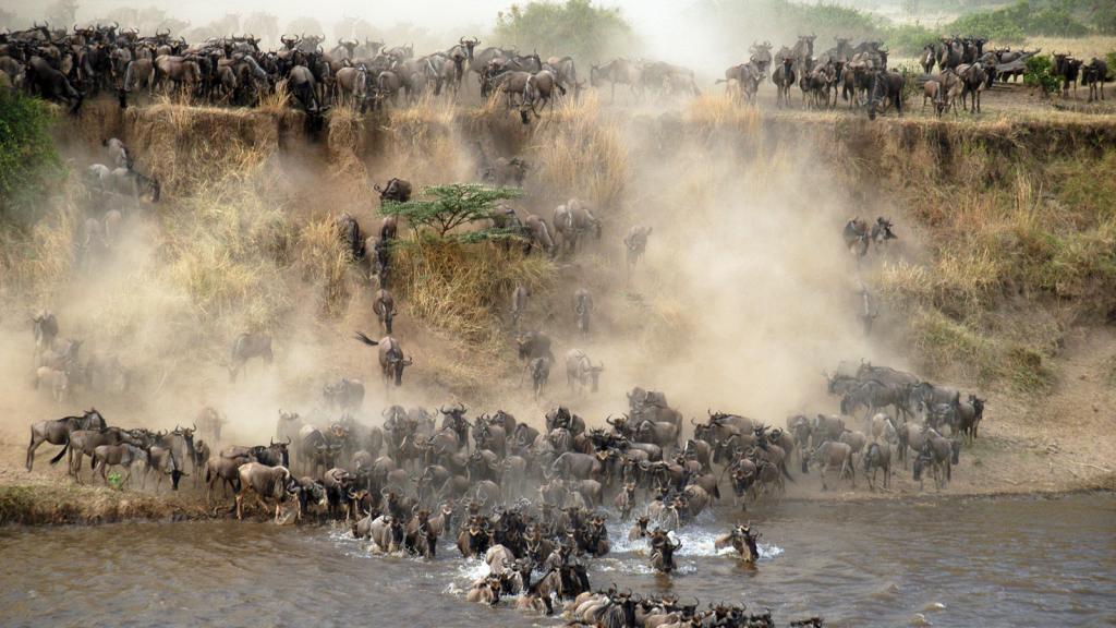 Crossing Antelopes