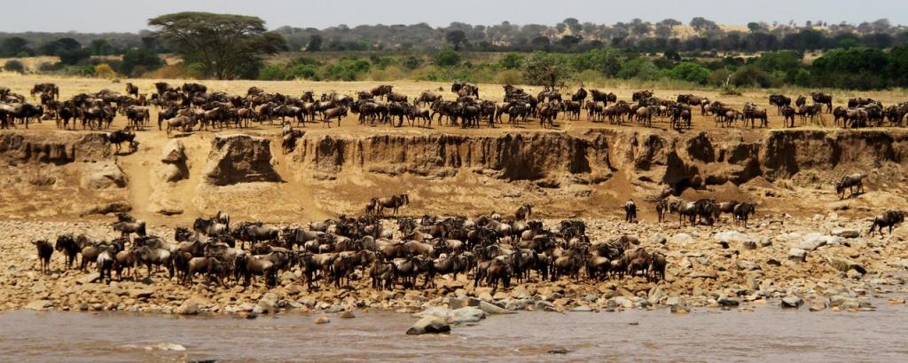 Mara Nature Reserve