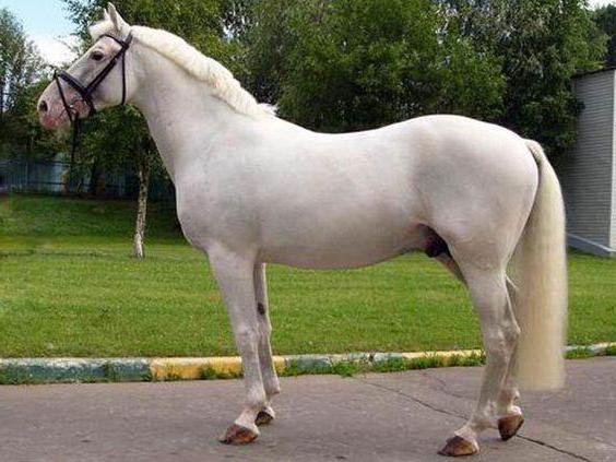 орловская порода лошадей в россии