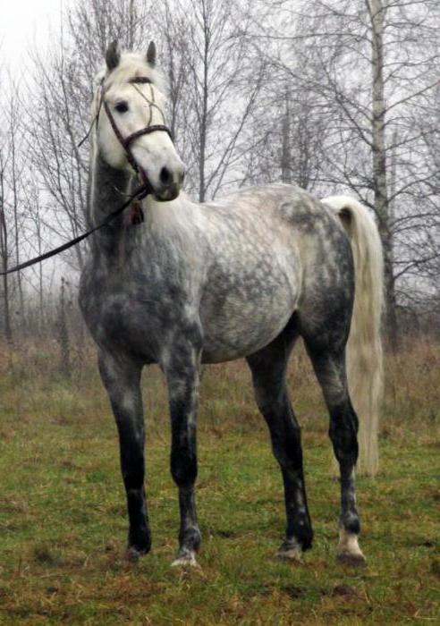 фото лошадей орловской рысистой породы