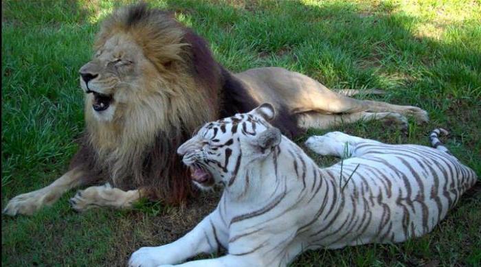К чему снится лев и тигр