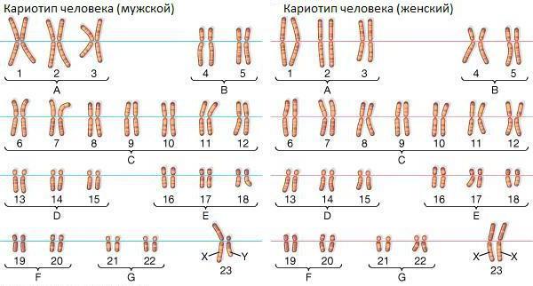денверская классификация хромосом человека