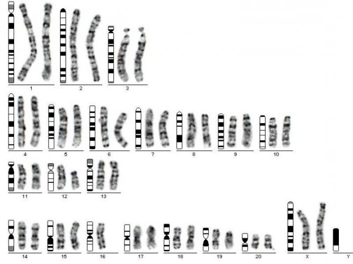 денверская и парижская классификация хромосом человека