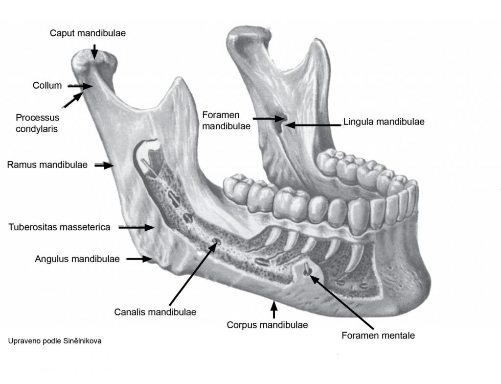 Анатомическое строение нижней челюсти.
