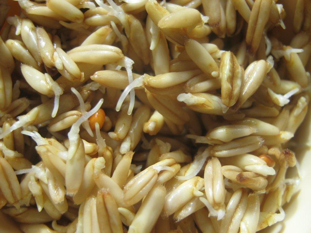 Живая каша пшеница пророщенное зерно