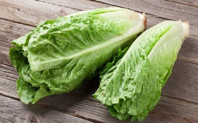 Chinese cabbage