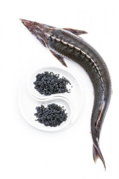 the benefits of black caviar