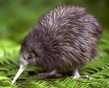 at what age is it allowed to give a kiwi to a child