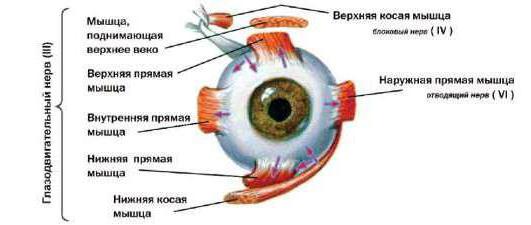 мышцы глаза