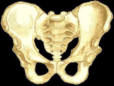 кости таза подробная анатомия таза
