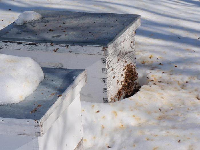 кормление пчёл сахарным сиропом на зиму, пропорции