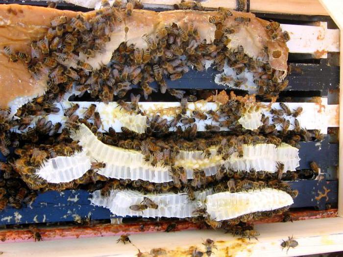 подкормка пчёл сахарным сиропом на зиму 3 к 2