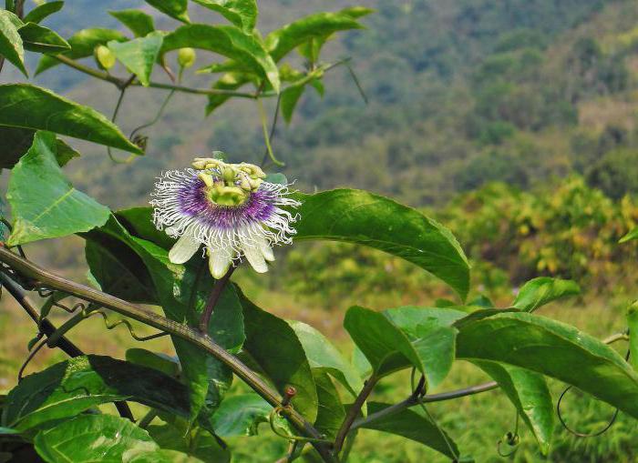 Passiflora blue in the open ground