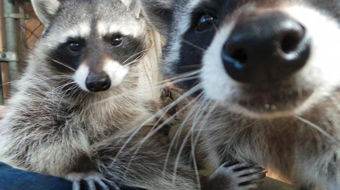 Raccoon riddles with answers