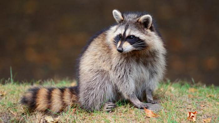 puzzles about raccoon