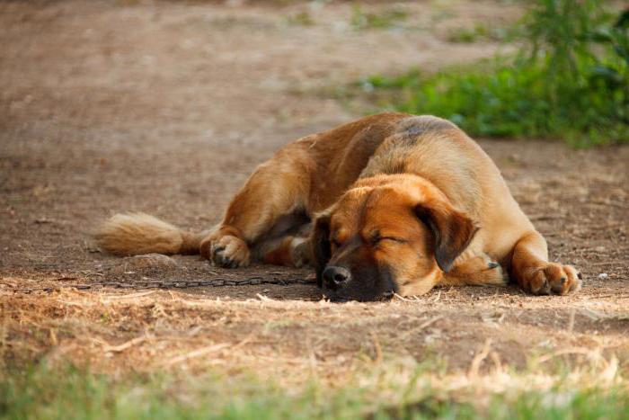 Сколько спят собаки в сутки
