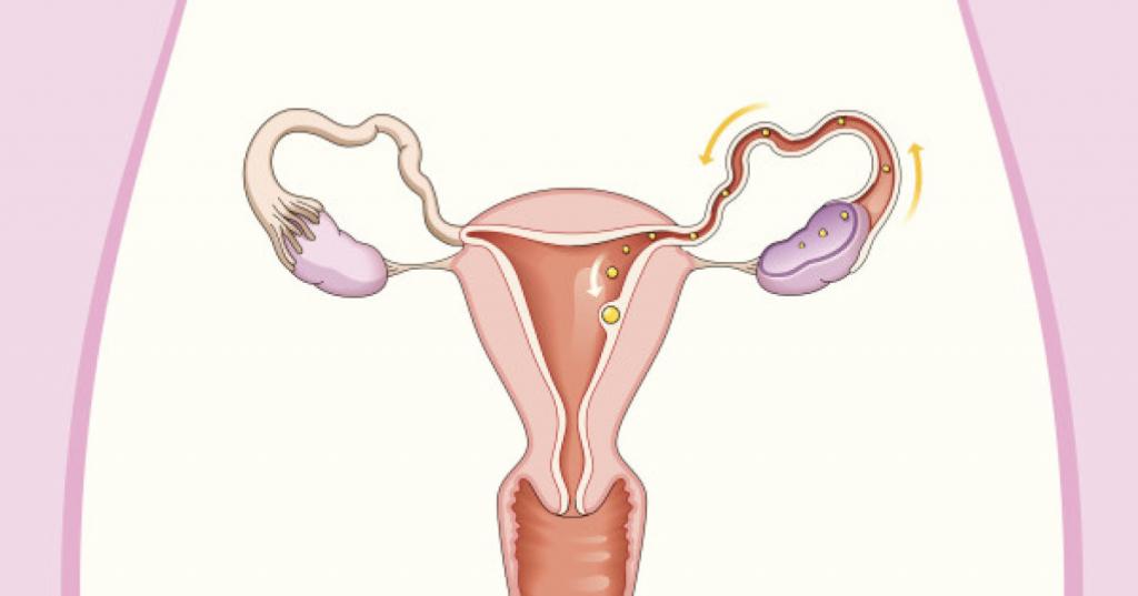 22 День менструального цикла какая фаза 18