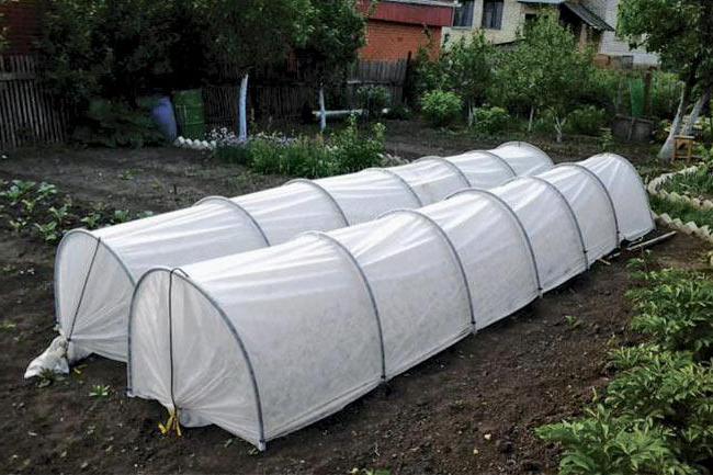 greenhouse cucumber