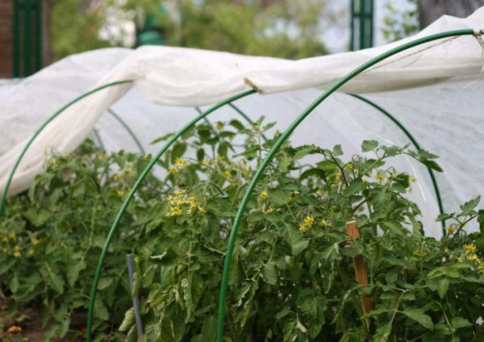 greenhouse on a bed a cucumber under a film