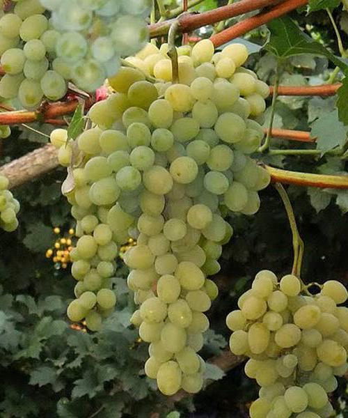 виноград белое чудо в подмосковье