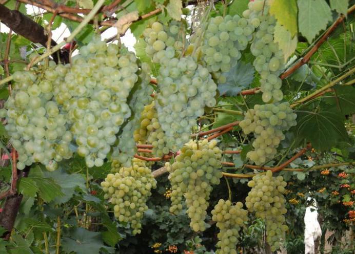 виноград белое чудо отзывы