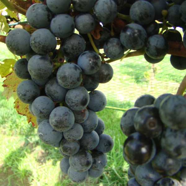 Regent grape variety