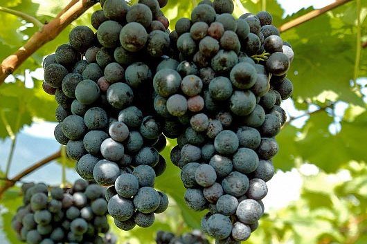 Appearance of grapes Regent