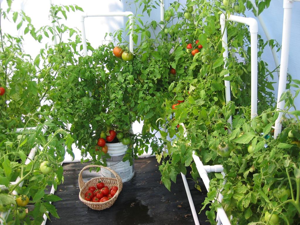 the best varieties of tomatoes for the greenhouse