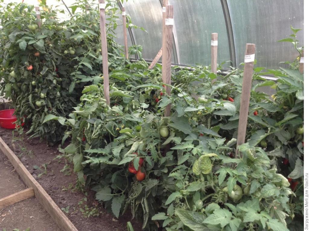 tomatoes in the greenhouse