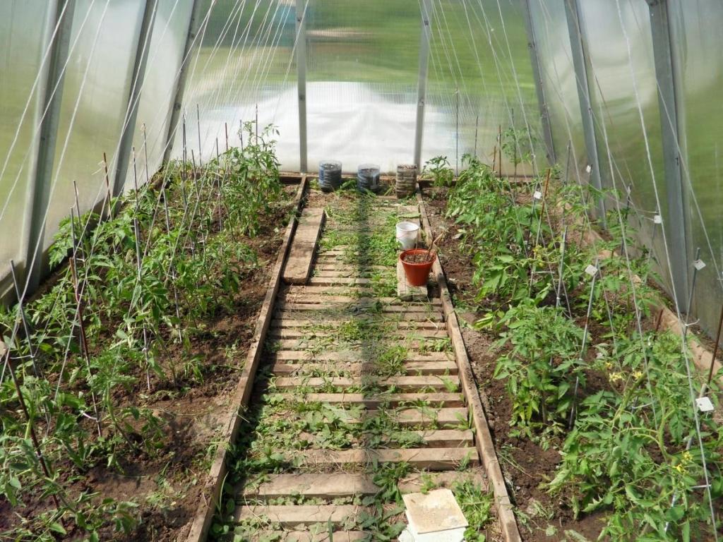 tomato seedlings in a greenhouse