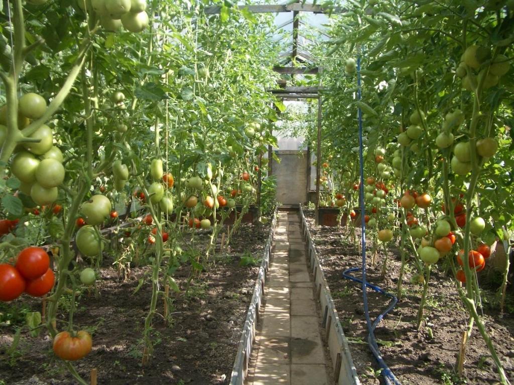 planting tomatoes in a greenhouse