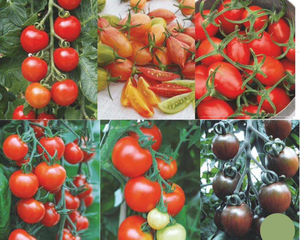 indeterminate tomato varieties