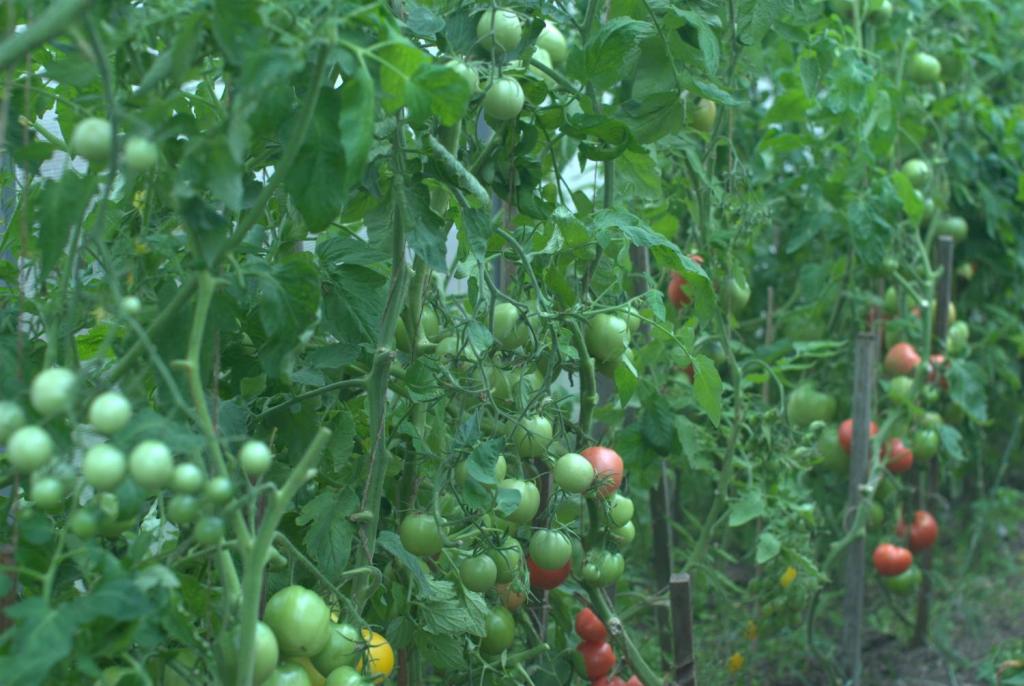 greenhouse tomato care