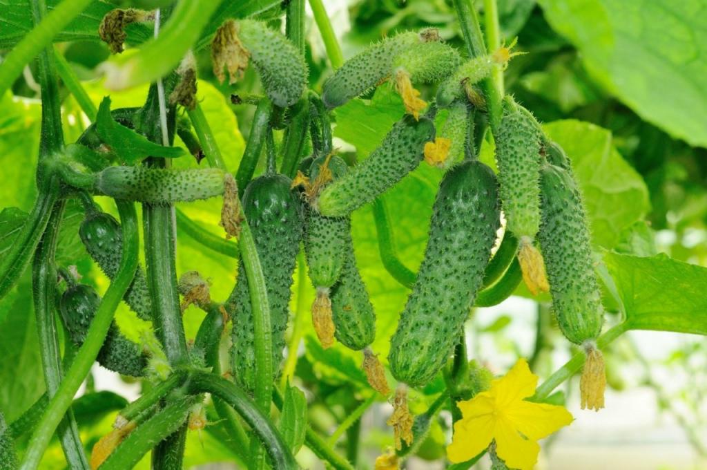 cucumber garland