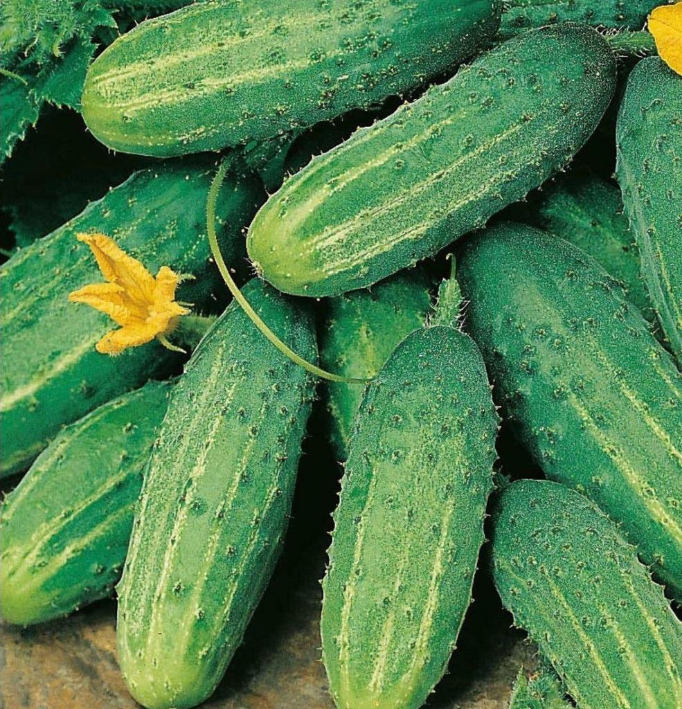 cucumbers garland