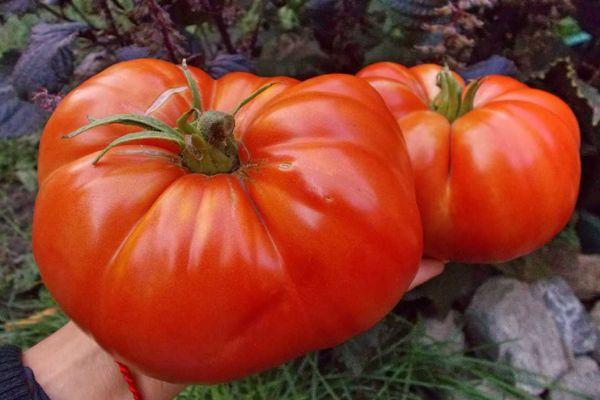 помидоры Шунтукский великан