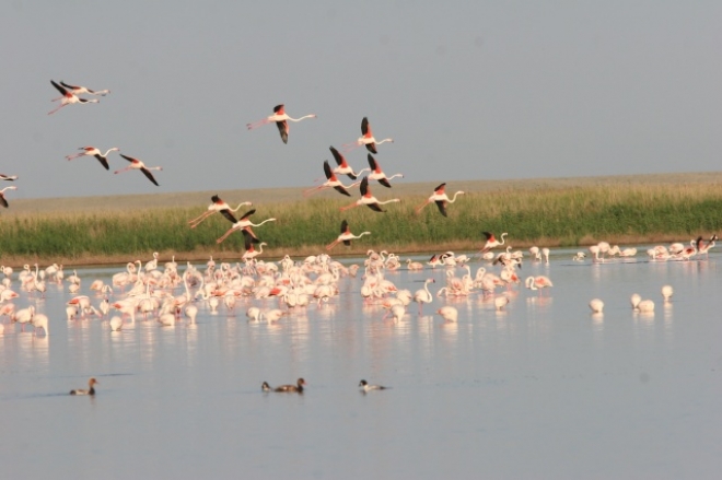 Korgalzhyn reserve