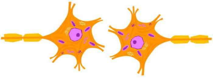 строение холинергического синапса 
