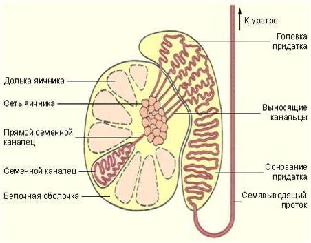 семявыносящий проток анатомия 