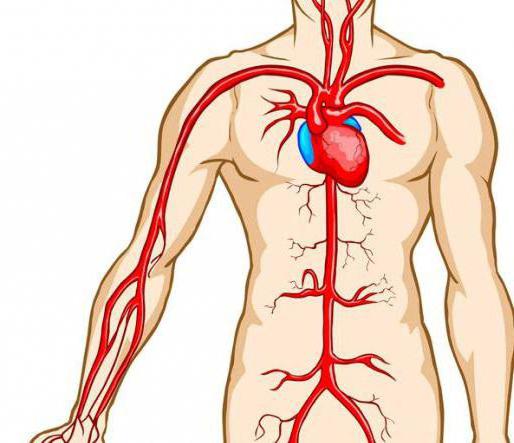 scheme of a large and small circle of blood circulation of a person