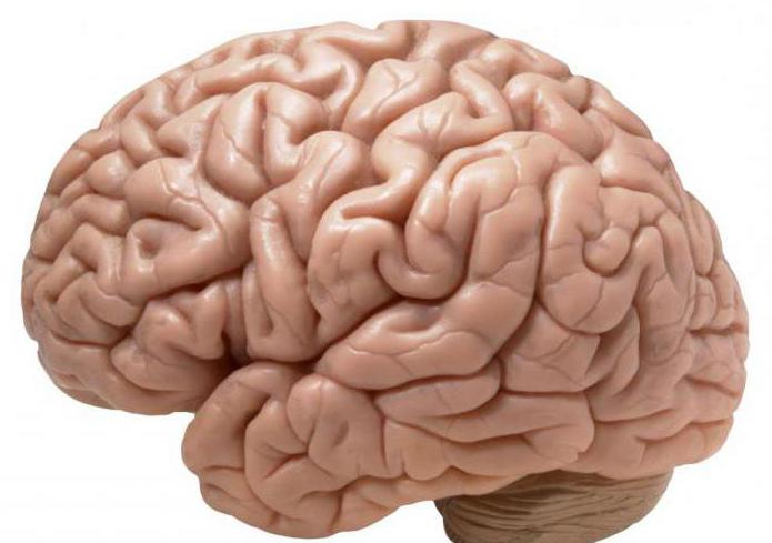  полосатое тело головного мозга