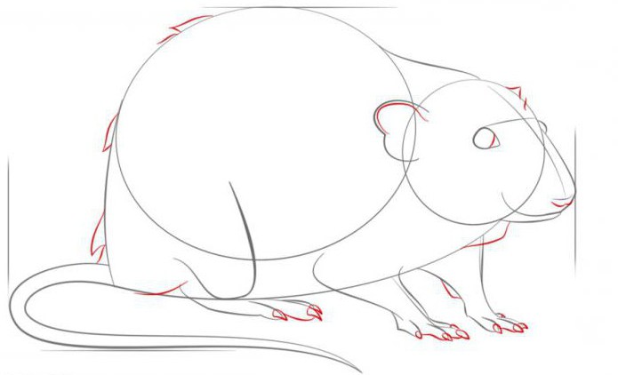 как нарисовать крысу карандашом поэтапно для детей