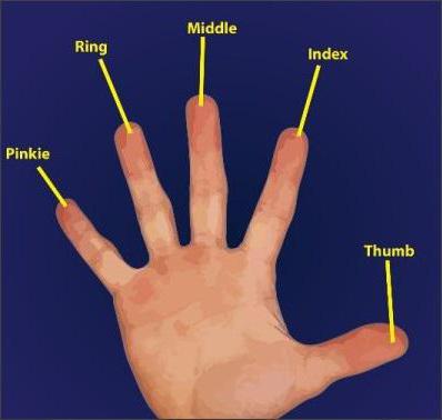 названия пальцев руки на английском