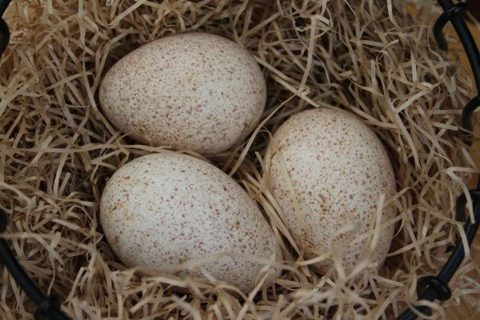 инкубация яиц индейки